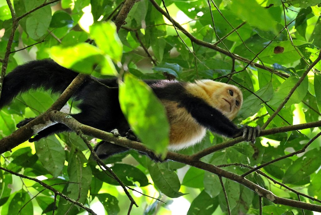 Manuel Antonio