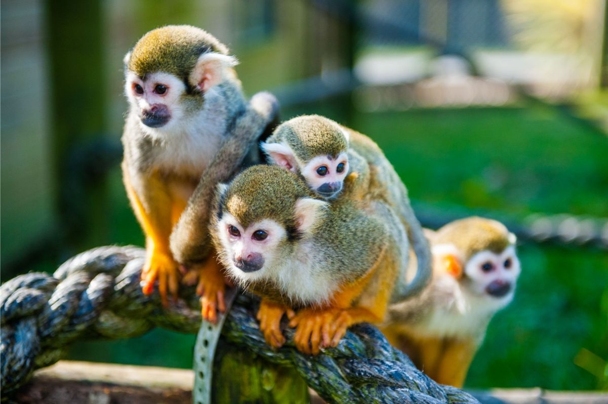 squirrel-monkey-family-website-7590429