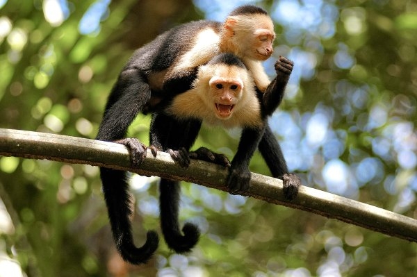 white-faced-monkey2002-9591642