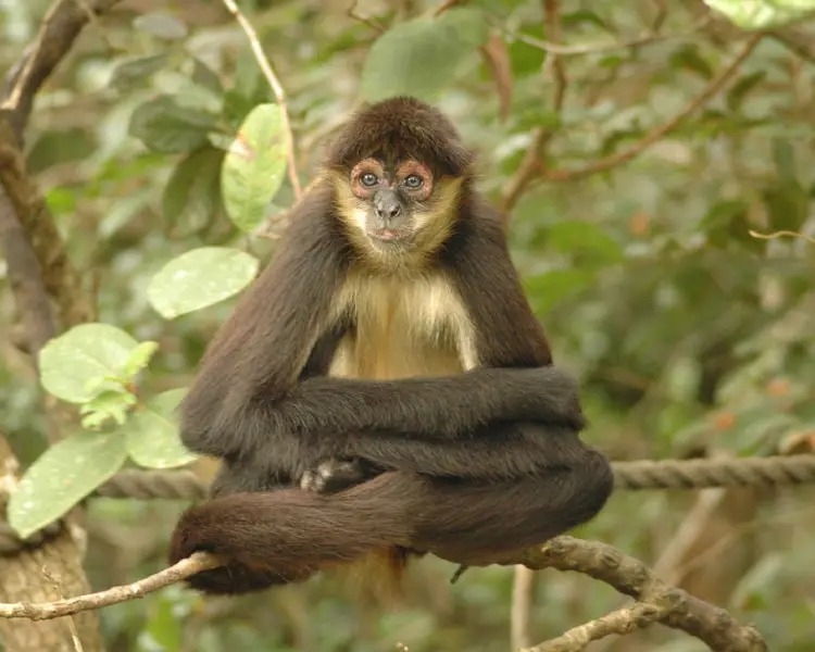 geofrray20monkey-1129928