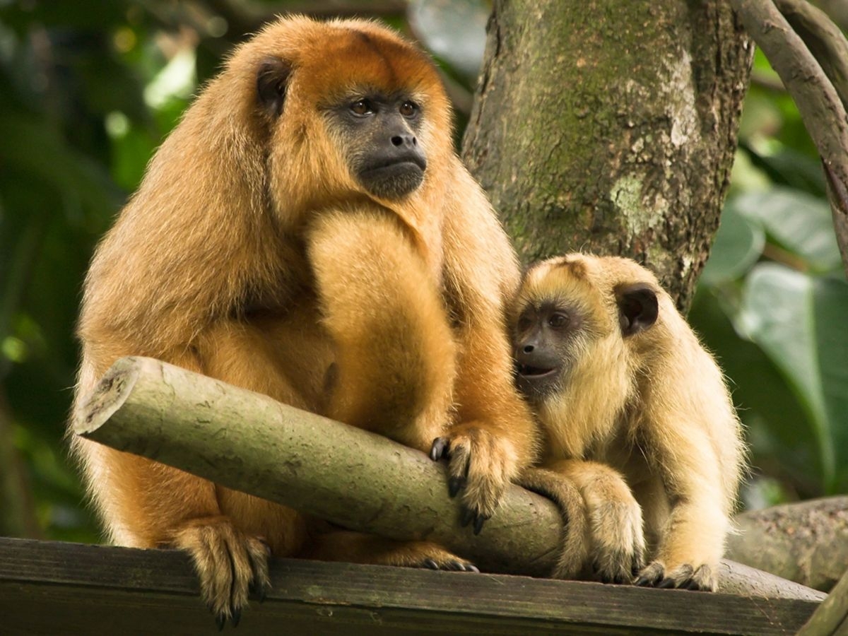howler-monkey-mom-baby_4x3-7277740