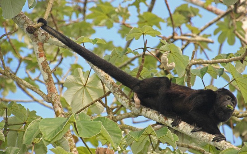 howler_monkey-8402811
