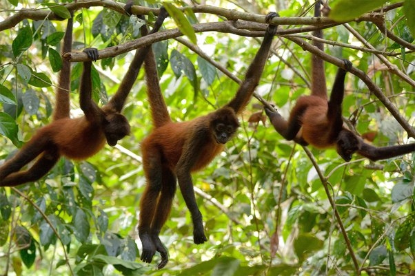 spider-monkey-adaption-6418941
