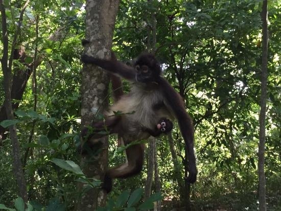 spider-monkey-adaption02-4340578