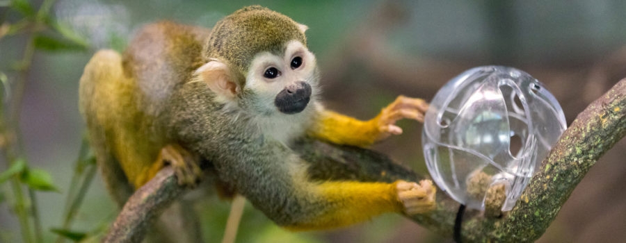 squiral20monkey-1431687